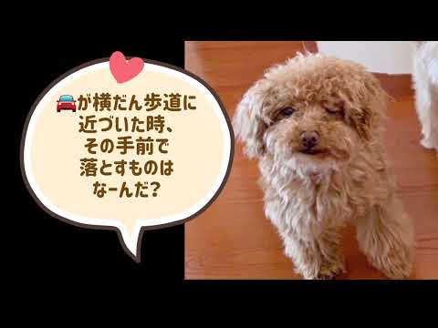#ワンワンU・x・Uお悩み相談室 1️⃣0️⃣2️⃣〜福井市「小太郎くん」🐶なぞなぞクイズ‼️横断歩道に近づいた時、その手前で落とすものはなーんだ❓