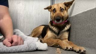 Mini German Shepherd abandoned at Home Depot -Watch when she’s told she’s a good girl for first time