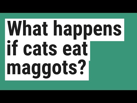 What happens if cats eat maggots?