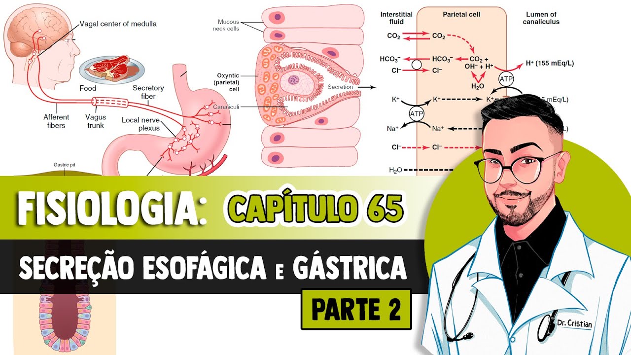 Fisiologia - Funções Secretoras do Trato Alimentar (Capítulo 65/64) PARTE 2│ GUYTON