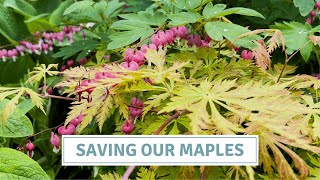 Moving Acers & Cutting Back Perennials for a Thriving Garden // Cottoverdi