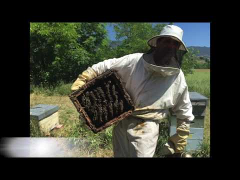 la casa de les abelles