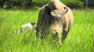preview picture of video 'Wild rhinoceros attacks tourists on safari in South Africa (part 1)'
