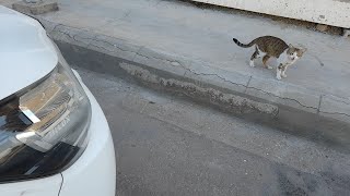 The Cat in the car park meowing so loud, asking for food