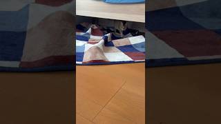 突進してくるやつ #shorts