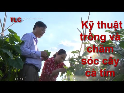 , title : 'Kỹ thuật trồng và chăm sóc cây cà tím'