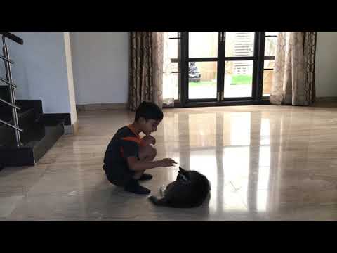 My funny and cute husky Rustam and Reyansh - 1