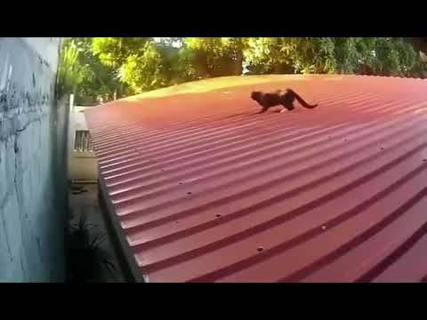 Smart Cat Evading Dog#Shorts