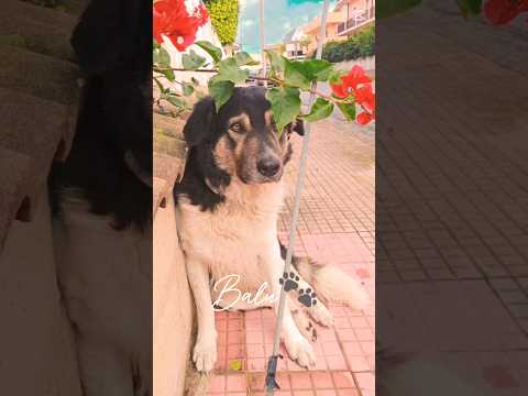 Regalo Balu splendido giovanotto cerca casa 