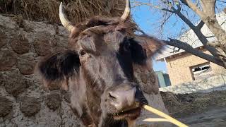 look how this cow eats grass 🐄