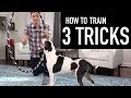 How to Train your Dog 3 Tricks! (Jump through a hoop, hugs, and more!)