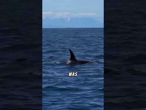 The heartbreaking tale of keiko the orca
