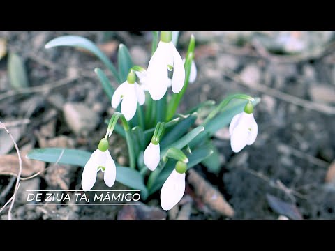 DE ZIUA TA, MĂMICO - Clubul de Canto Noblesse