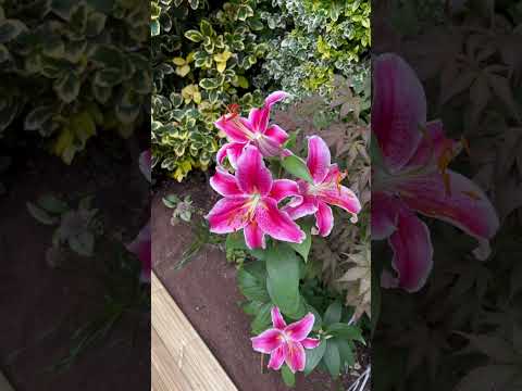Garden Lilies #relaxingmusic #lilies #garden #zen #happy #trending #viralvideo #garden