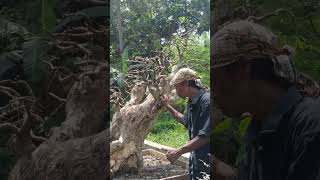 Download lagu BONSAI SERUT TERBESAR DAN TERMAHAL#bonsai #serutterbesar#termahal mp3 Download lagu BONSAI SERUT TERBESAR DAN TERMAHAL#bonsai #serutterbesar#termahal mp3