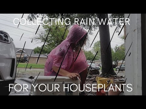 Rainwater Harvesting & Benefits for your House Plants 🌧🪴