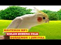 Masteran Burung Falk Siul Doraemon 1 Jam Full