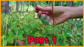 WILD STRAWBERRIES IN NORWAY: FRESH AND LIVING FOOD PART ONE