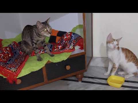 aaj to bahut bhukh lagi hai