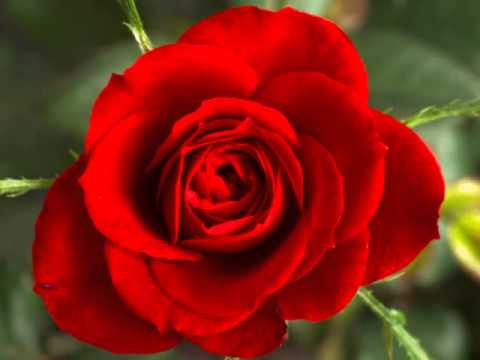 Hmong Music - Puav Pheej Yog Kev Hlub