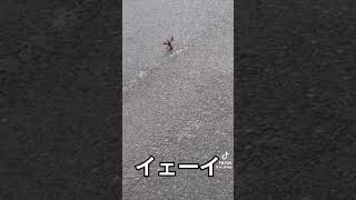ザリガニの行く末は？　#tiktok