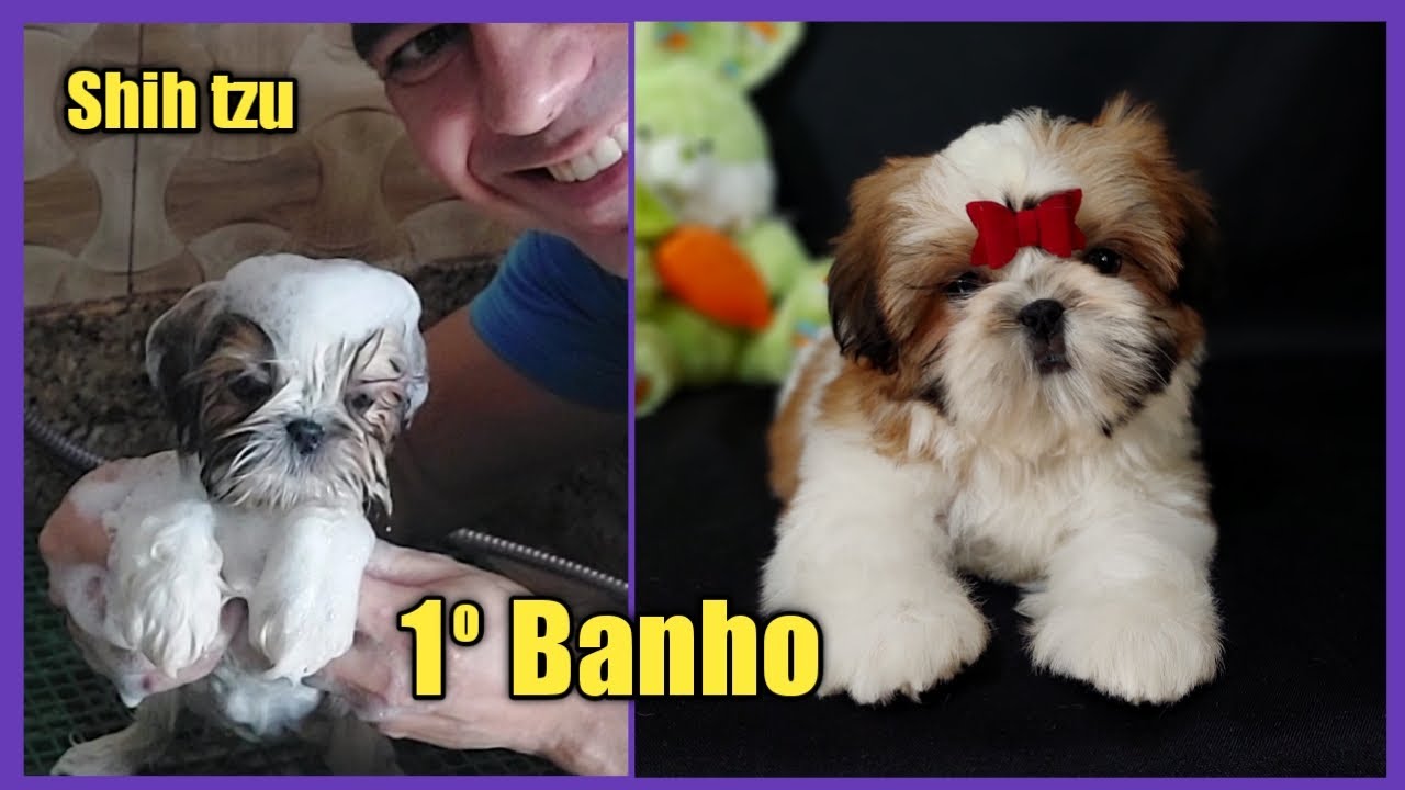 PRIMEIRO BANHO DA EMILY  SHIH TZU