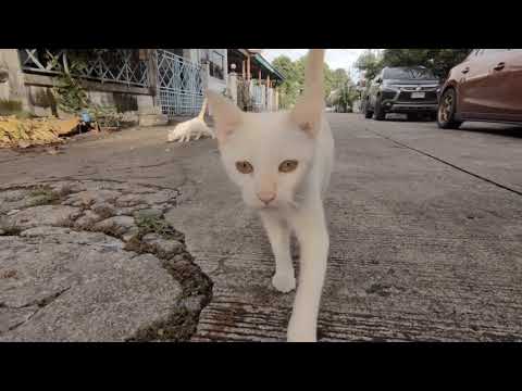 Archangel Ariel's Prayer for Lost Animals