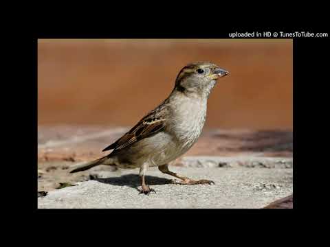 8-27-18 coloratura riff