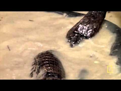 ปลาไหลไฟฟ้า