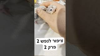 גוזלי תוכים בהאכלת יד #תוכי #תוכים