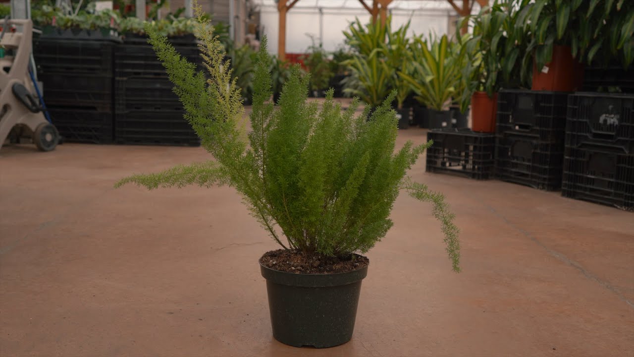 Foxtail fern @ greengate Garden Centres