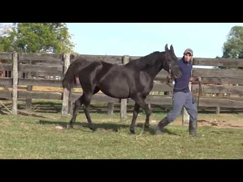 Lote BH DUQUESA