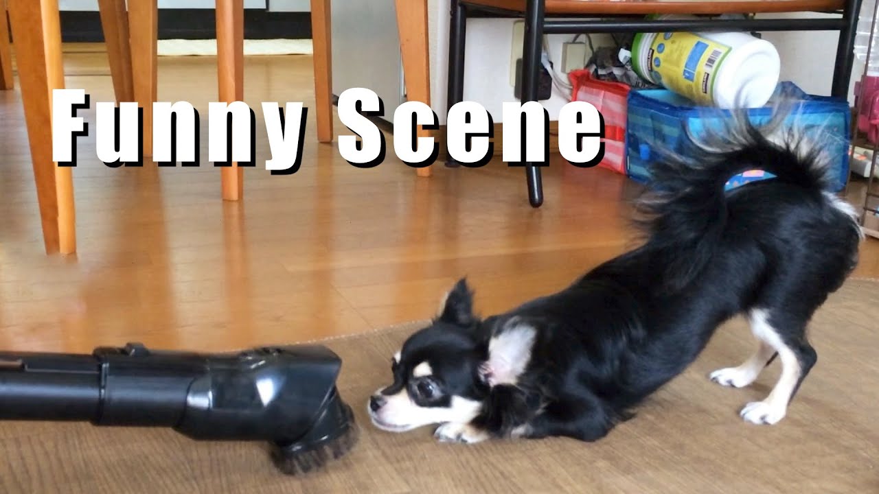 【チワワ】面白シーン集／Funny Scene
