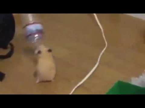 Hammie boye looped version