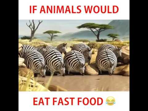 Animals eating fast food