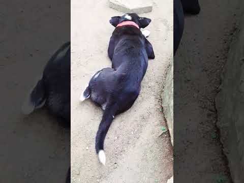 කමක් නෑනේ.😁 #funny #viralvideo #vlog #dog #tiktok #short #youtubeshorts