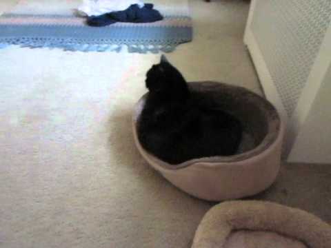 Rare footage of Celia resting, answering questions