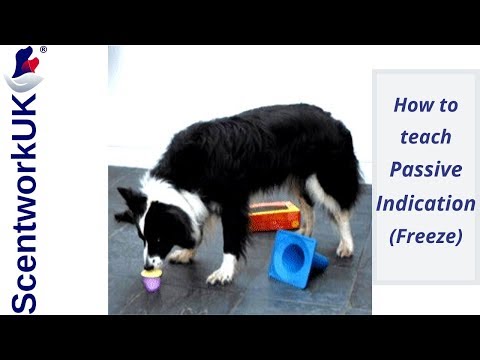 How to teach Passive Indication (Freeze)