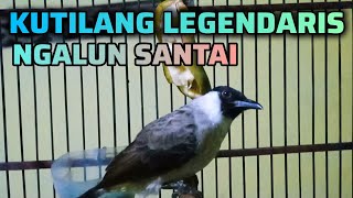 Download lagu SUARA KUTILANG LEGENDARIS NGALUN SANTAI BAGUS UNTUK MASTERAN KUTILANG MUDA mp3 Download lagu SUARA KUTILANG LEGENDARIS NGALUN SANTAI BAGUS UNTUK MASTERAN KUTILANG MUDA mp3