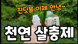 진딧물! 이거로 뿌리면 영원히 안녕! 입니다~~~ #천연살충제 #우유살충제 #천연농약 #마늘청양고추천연살충제…