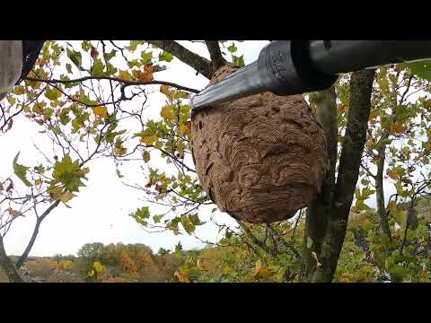 Asian hornet nest removal