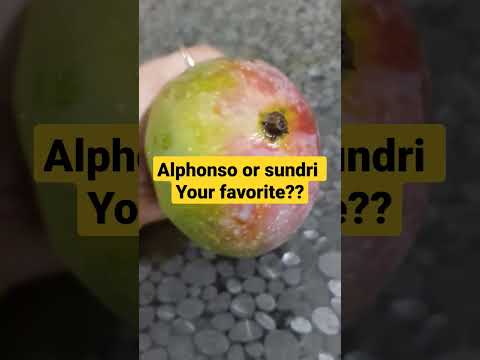Alphonso or sundri mango which is your favorite???#summer #love #alltime @Neha_cookwithlove