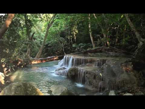 Relaxation // Bruit de l'eau et des animaux // Forêt tropicale 【1080p】