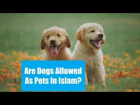 Keeping Dogs as pets at home in Islam ?  @Fuzail.Faheem
