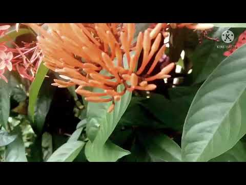 A cinematic video by Hirak vlog cinematic...