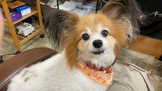 広島　Vlog#257 平凡な日常　フルタイム主婦　平日休みの過ごし方　マツパへ　美容DAY 看板犬　広島駅へ　犬のいる暮らし🐕