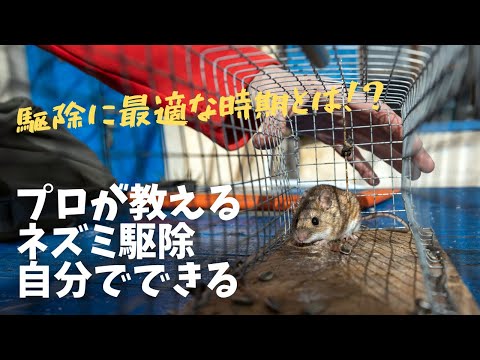 鶏小屋にネズミを近づけないようにする方法は？げっ歯類に対する解決策とヒント  庭園