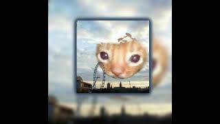 Cover art for Go kitty Go