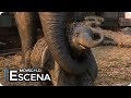 Dumbo 2019 El Nacimiento De Dumbo Español Latino