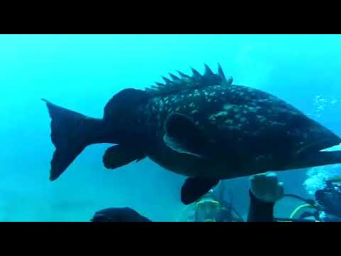 2018 KAŞ DALIŞI. MEŞHUR ORFOZ (ŞAZİYE) ZİYARETİ... :))